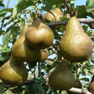 Hruška obyčajná (Pyrus Communis) ´KAISER´, výška 130-160 cm, obvod kmeňa: 6/8 cm, kont. C9L - kvetináčová